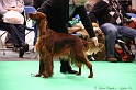 Crufts2011 295